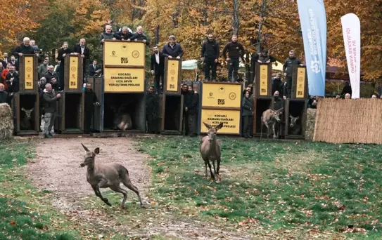 Kızılgeyikler Doğaya Salındı