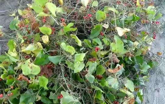 Yılbaşı Uğuru: Kokina Çiçeği Toplanıyor