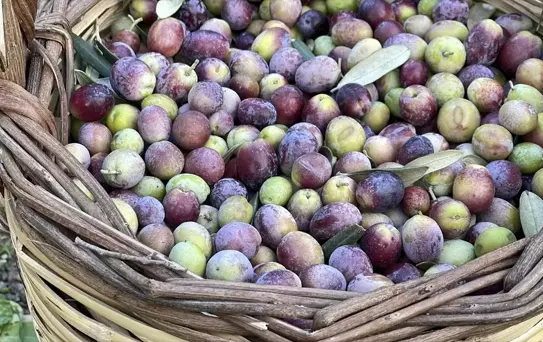 2025-2026 Zeytin Rekoltesi Beklentisi