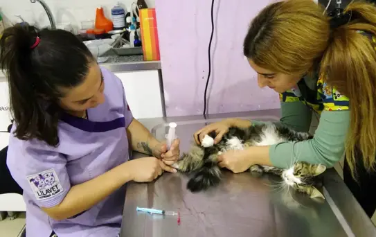 Nazlı için ikinci kan nakli