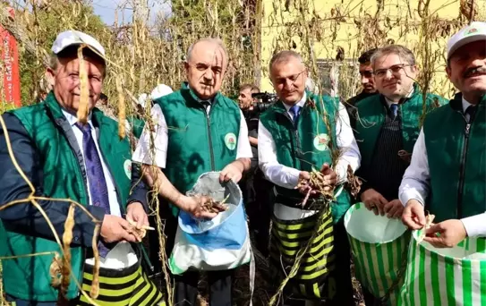 Akkuş Şeker Fasulyesi'nin 5. Hasadı Gerçekleştirildi