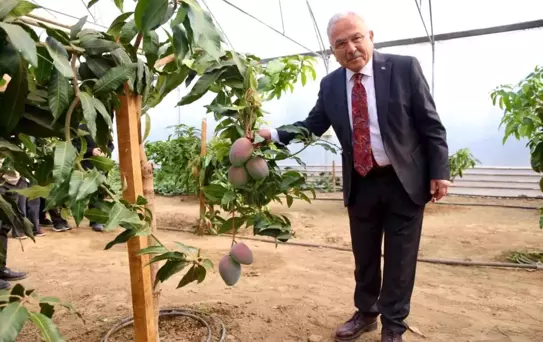 Tropik bitkilerden sebzeye: Öğrenciler seralarda deneyim kazanıyor