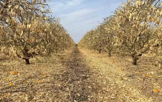 Greyfurt Üreticileri Destek Bekliyor