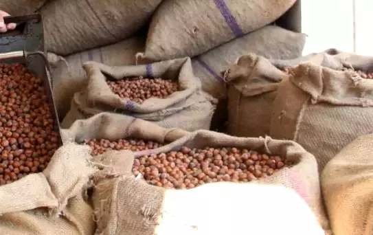 Fındık Fiyatları Düşüşte