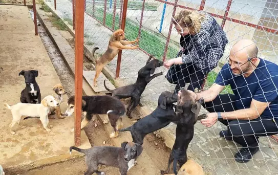 Germencik'te Sokak Hayvanları Rehabilitasyon Merkezi Açılıyor