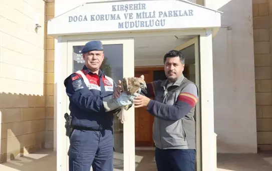 Yaralı Kızıl Şahin Tedavi Altına Alındı