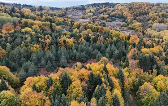 Sonbahar Renkleri Gerze'de Parlıyor