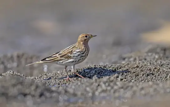 Diyarbakır'da Kızıl Gerdanlı İncir Kuşu Tespit Edildi