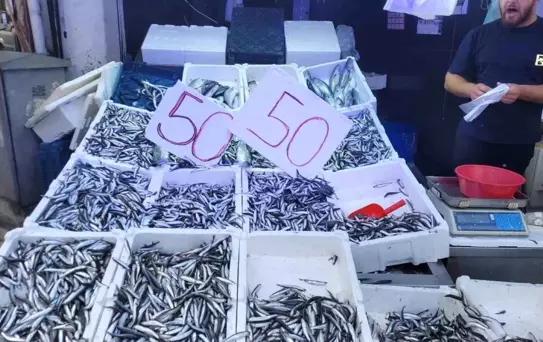 Hamsi Bolluğu, Fiyatlar 50 Liraya Düştü