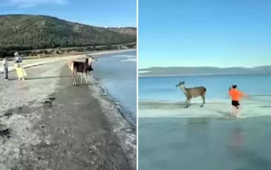 Nesli tehlikedeki kızıl geyik plajda görüntülendi