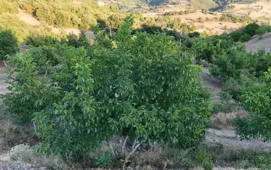 Tokat'ta Don Felaketi: Ceviz Üretimi %99 Azaldı