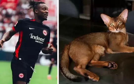 Tüm ülke Batshuayi'nin kedisi için tek yürek oldu