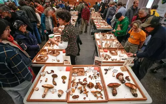 Vancouver Mantar Fuarı Düzenlendi