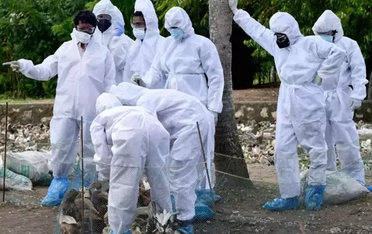 Almanya'da kuş gribi salgını nedeniyle itlaf edilen hayvan sayısı 500 bini geçti