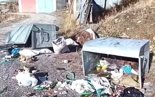 Ayıların Mahalledeki Zararları