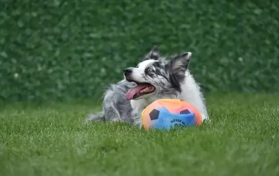 Sakarya'da Can Dostlar Parkı Açıldı