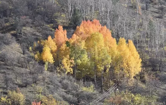 Süleymaniye Mahallesi'nde Sonbahar Güzelliği