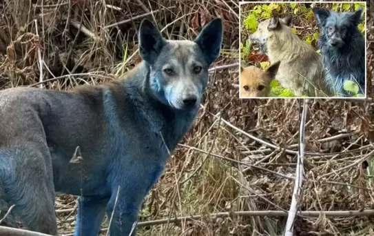 Çernobil'de köpekler aniden maviye döndü! Bilim insanları alarma geçti