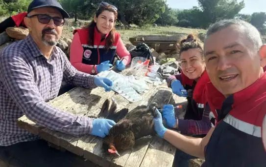 Söke'de Kuş Gribi Taraması