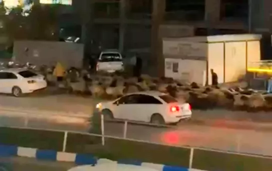 Yüksekova'da Koyun Sürüsü Caddeyi Tıkadı