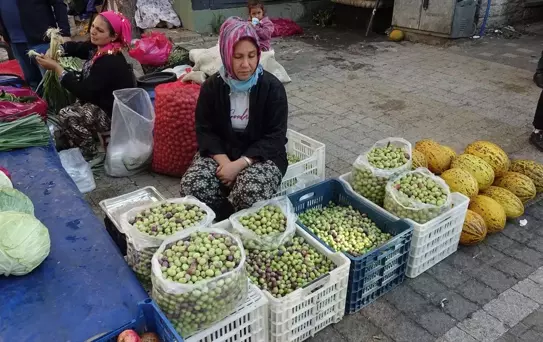Edremit'te Kırma Zeytin Geleneği