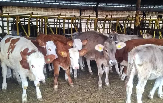 Brusella Aşısı Uygulandı