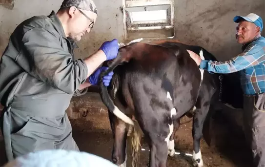 Genetik Mühendislik ile Süt Alerjisine Çözüm