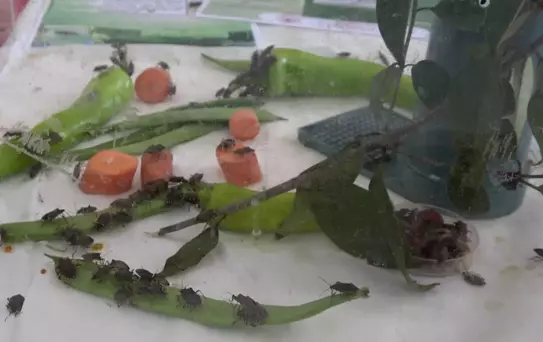 Samuray Arısı Doğaya Salındı