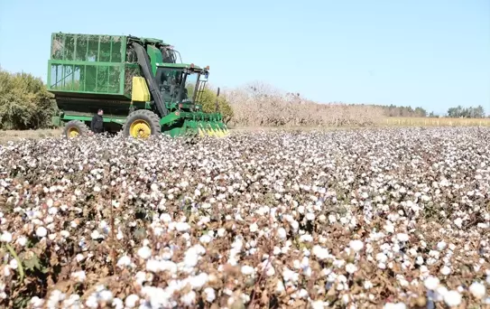 Şanlıurfa'da İyi Pamuk Projesi Tarla Günü