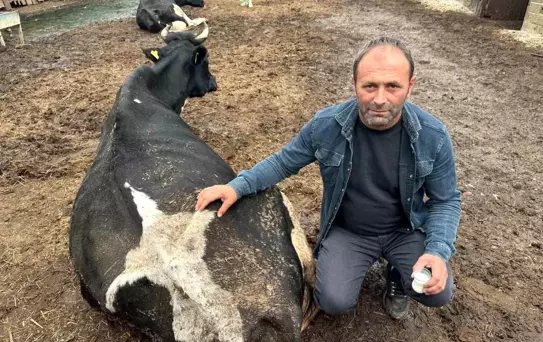 Yenişehir'de Şap Hastalığı Besicileri Vurdu