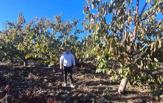 Mihalıççık'ta Don Zararı Yaşayan Çiftçilere 55 Milyon TL Destek