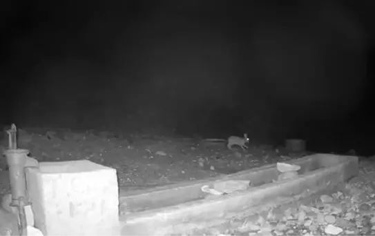 Aksaray'da Yaban Hayatı Görüntülendi