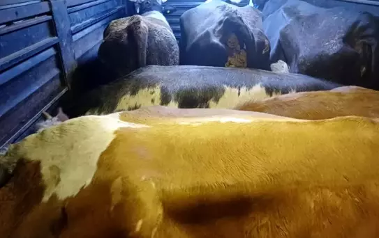 Artvin'de Hayvan Hırsızlığına Operasyon