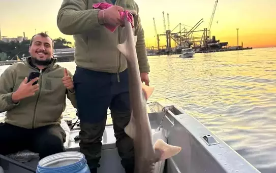 Gemlik’te Balıkçılara Köpek Balığı Takıldı