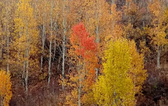 Sarıkamış'ta Sonbahar Renkleri