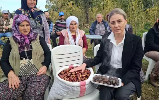 Nazilli'de Kestane Hasadı Renkli Görüntülerle Gerçekleşti