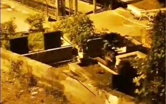 Zonguldak'ta Mezarlıkta Ayı Yavruları