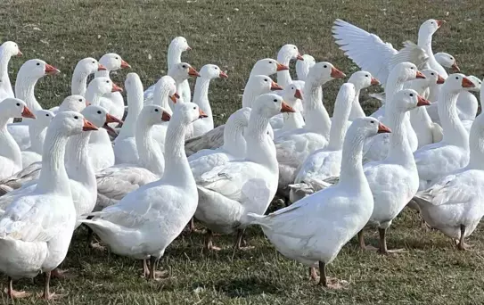 Kars'ta Kaz Kesim Sezonu Başladı