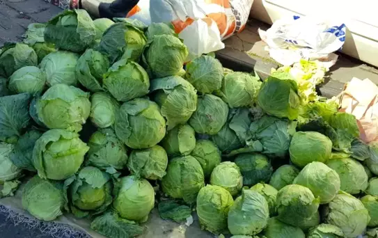 Tarlalarda hırsızlık alarmı! Köylüler nöbete başladı