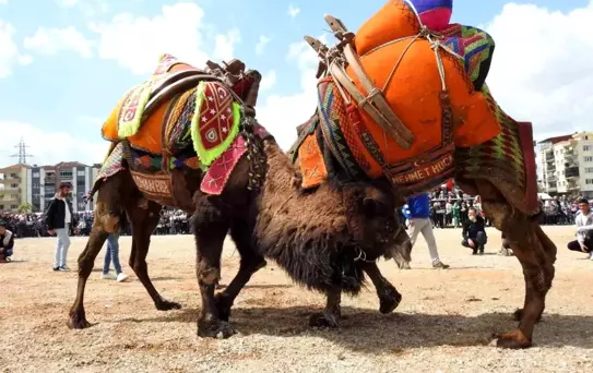 Buldan Deve Güreşleri Şap Hastalığı Nedeniyle İptal Edildi