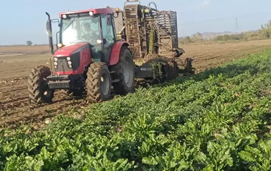 Keşan'da Pancar Hasadı Devam Ediyor