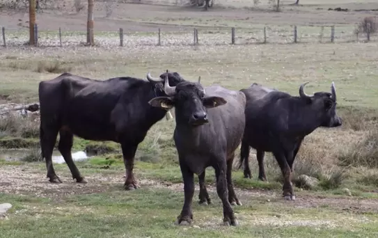 Ordu, Halk Elinde Anadolu Mandası Islahı Projesi kapsamına alındı
