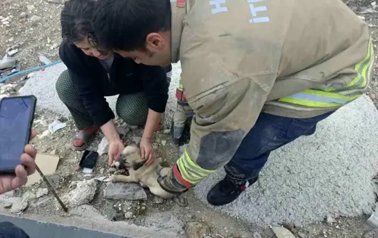 Antakya'da Rögar İçinde Mahsur Kalan Yavru Köpek Kurtarıldı