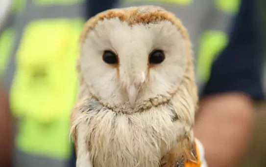 Arifiye'de Baykuş Kurtarıldı