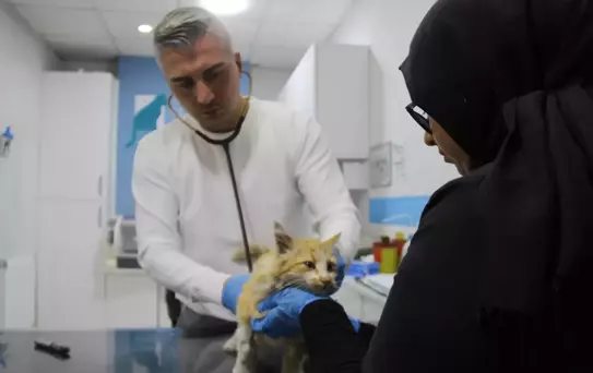 Bir il diken üstünde! Kedide AIDS tespit edildi