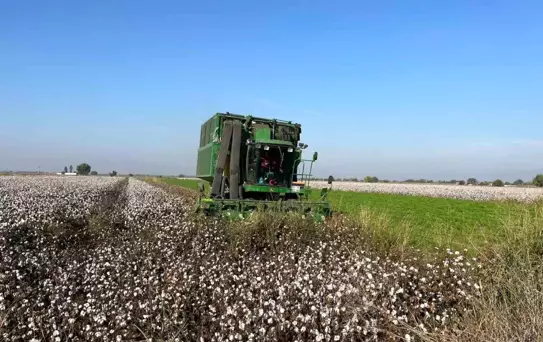 Pamuk Üreticileri Yağışlar Nedeniyle Zarar Ediyor