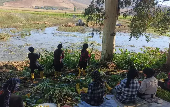 Hatay'da Su Sümbülü Projesi ile Kadınlar Destekleniyor