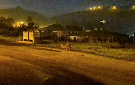 Bartın'da Çakallar Sürü Halinde Görüldü