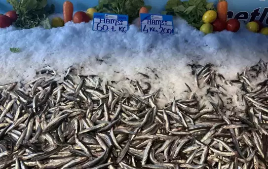 Hamsi Fiyatlarında Düşüş Devam Ediyor