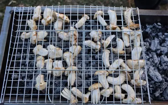 Kilosu etle yarışıyor! Japonların gözdesi 'beyaz altın'da hasat başladı